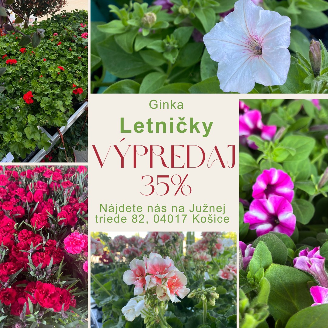 Výpredaj letničiek na kamennej predajni 
